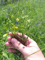 Potentilla longipes