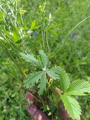 Potentilla longipes