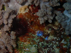 Clavelina