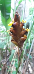 Calathea lutea