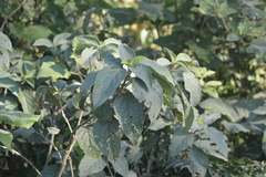 Clerodendrum infortunatum