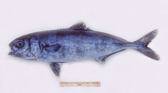 Naucrates ductor