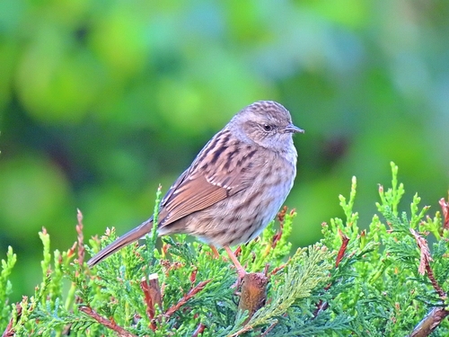 Acentor común (Prunella modularis)