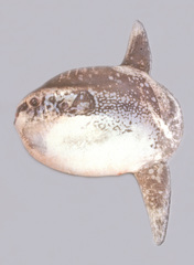 Mola alexandrini