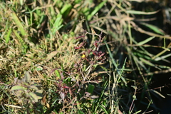 Ludwigia perennis