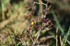 Ludwigia perennis