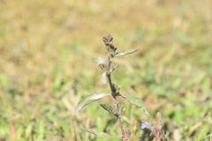 Hygrophila phlomoides