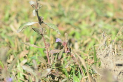 Hygrophila phlomoides