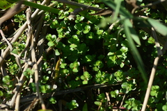 Rotala rotundifolia