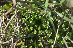 Rotala rotundifolia