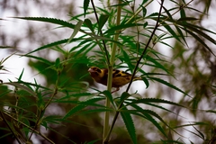 Chloris spinoides
