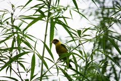 Chloris spinoides