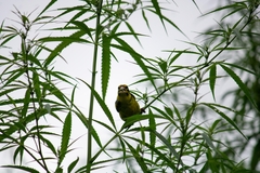 Chloris spinoides