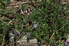 Astragalus oreades