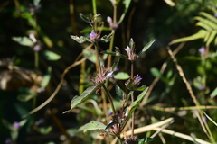 Hygrophila phlomoides