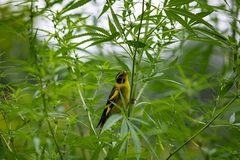 Chloris spinoides