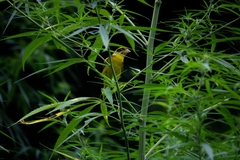 Chloris spinoides
