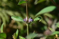 Hygrophila phlomoides