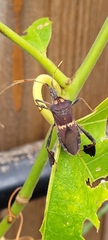 Leptoglossus zonatus