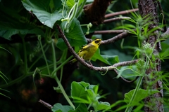 Chloris spinoides