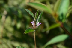 Hygrophila phlomoides