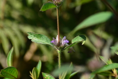 Hygrophila phlomoides