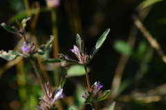 Hygrophila phlomoides
