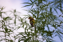 Chloris spinoides