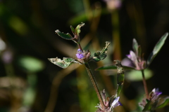 Hygrophila phlomoides