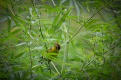 Chloris spinoides