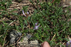 Astragalus oreades