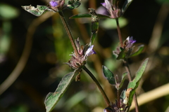 Hygrophila phlomoides