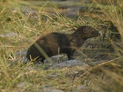Urva auropunctata