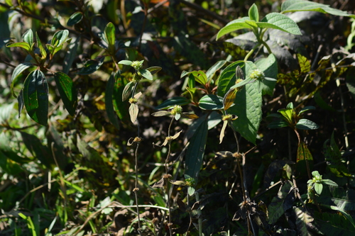 Image of Spermacoce ocymoides by no rights reserved