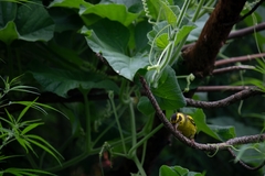 Chloris spinoides