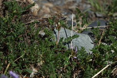 Astragalus oreades