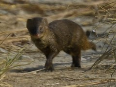 Urva auropunctata