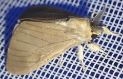 Lasiocampoidea