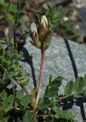Astragalus oreades