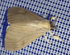 Lasiocampoidea