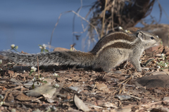 Funambulus pennantii