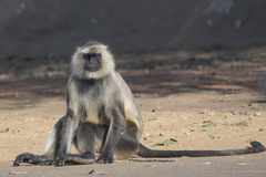 Semnopithecus entellus