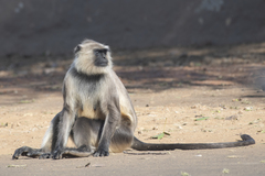 Semnopithecus entellus