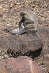 Semnopithecus entellus