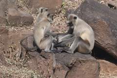 Semnopithecus entellus