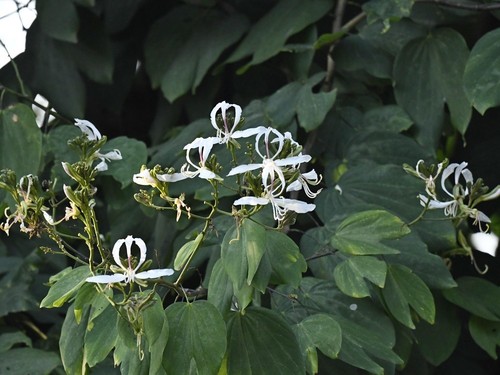 Butterfly tree (Bauhinia purpurea)