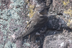 Ptyonoprogne concolor