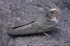 Ptyonoprogne concolor