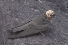 Ptyonoprogne concolor
