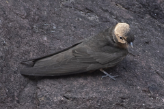 Ptyonoprogne concolor